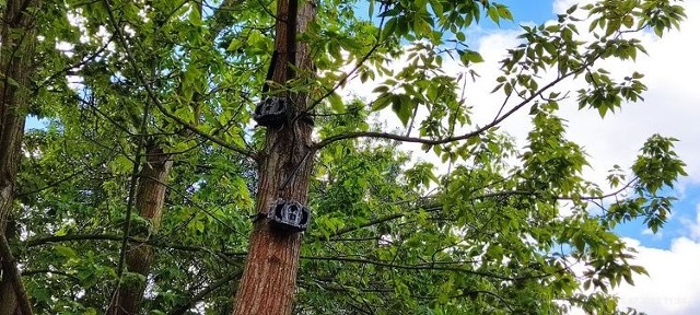 Fotopułapki w Bydgoszczy polują na osoby tworzące dzikie wysypiska.