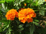 Najpopularniejsze jednoroczne kwiaty na rabaty