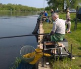 Zawody „długich wędek” na Narwi – 12.05.2019. Imprezę zorganizowało koło PZW Narew nr 38 w Ostrołęce