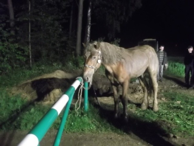 Strażacy pomogli wydobyć konia, który zaklinował się w wykopie niedaleko szlabanu zamykającego wjazd do lasu w Baćkowicach.