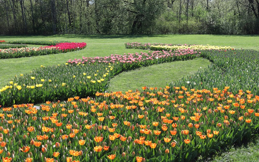 W Ogrodzie Botanicznym zakwitły tysiące tulipanów [zdjęcia]