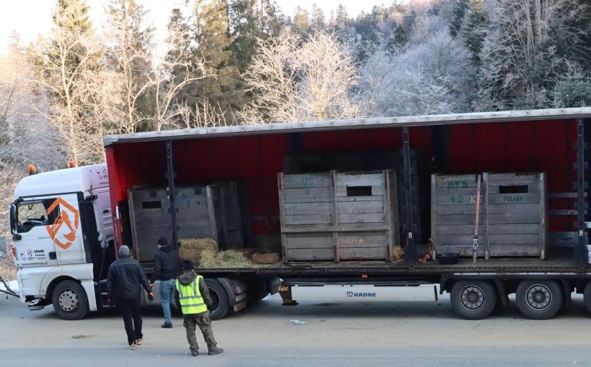 Żubry z Dolnej Saksonii w zagrodzie w Mucznem w Bieszczadach [ZDJĘCIA]