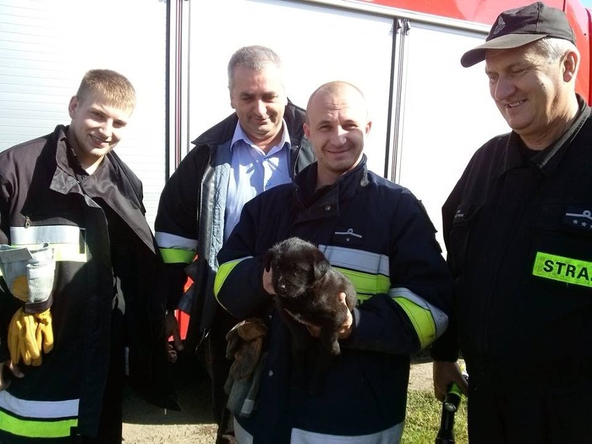 Piątek: Strażacy uratowali psa z betonowego przepustu [ZDJĘCIA]