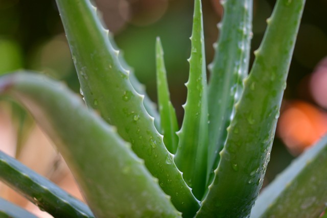 Aloes może być bardzo przydatny, dlatego taką roślinkę warto posadzić i trzymać na parapecie. Trzymajmy go jednak z dala od kotów, może wywołać u nich silne zatrucie.