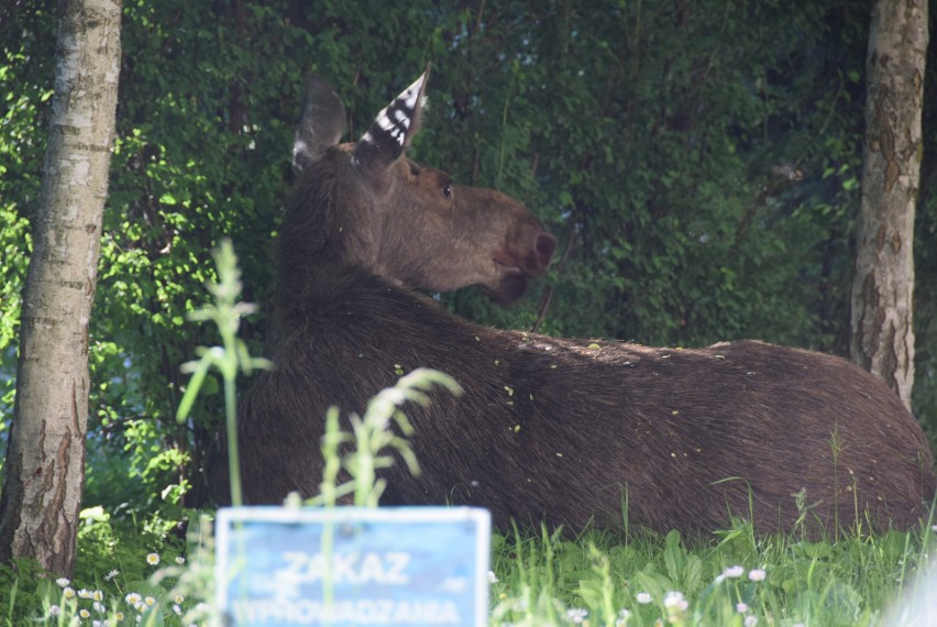 Obława na łosie w Lublinie. Mają być wywiezione do lasu