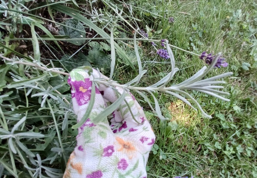 Wybieramy pęd lawendy, który nie kwitnie. Nie powinien być...