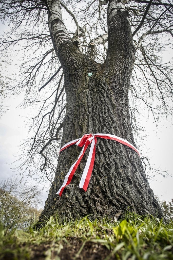 Akcję „ zgłoś drzewo na pomnik przyrody” zainaugurowano 27...