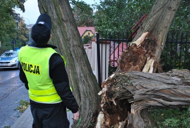 Zielonogórscy policjanci przez całe popołudnie i noc interweniowali w związku z gwałtownymi burzami, które przeszły nad miastem i powiatem. Komendant Miejski Policji w Zielonej Górze podinsp. Piotr Fabijański w trybie alarmowym wezwał do jednostki kilkudziesięciu policjantów. Przy interwencjach i usuwaniu skutków nawałnic przez całą noc pracowała ponad setka funkcjonariuszy.Wszystko zaczęło się 5 października w godzinach popołudniowych, kiedy to nad Zieloną Górę i okolice nadciągnął orkan „Ksawery”. W ciągu zaledwie kilku minut policjanci i strażacy odebrali setki telefonów z prośbą o interwencję i pomoc. Zgłoszenia dotyczyły najczęściej połamanych gałęzi i drzew tarasujących drogi przejazdu, dachówek spadających na przejeżdżające samochody czy też osób, które źle się poczuły i potrzebowały pomocy.Policjanci sprawdzali sytuację osób, które korzystają ze sprzętu ratującego zdrowie i życie m.in. aparatów do dializ czy respiratorów. Wspólnie ze strażakami dotarli do mieszkańców powiatu korzystających z takiego sprzętu i jak się okazało w dwóch przypadkach niezbędne było zasilanie awaryjne, które zostało dostarczone przez strażaków ochotników.Dyżurny komendy odebrał ok. 150 zgłoszeń od mieszkańców powiatu. W związku z tak dużą liczbą telefonów komendant policji w Zielonej Górze podinsp. Piotr Fabijański wezwał do jednostki kilkudziesięciu policjantów. Przez całe popołudnie i noc, aż do wczesnych godzin porannych o bezpieczeństwo mieszkańców Zielonej Góry i okolic, gdzie sytuacja była najtrudniejsza, dbało ponad 100 policjantów.Zielonogórscy policjanci oprócz podejmowania interwencji i pomocy osobom poszkodowanym zajęli się także pomocą w usuwaniu skutków nawałnic i udrażnianiu nieprzejezdnych dróg. W jednym z miejsc wspólnie ze strażakami i mieszkańcami usuwali powalone drzewa tnąc je piłami motorowymi. Gdy wiatr i burze ustały, policjanci pomagali przy sprzątaniu dróg, a od wczesnych godzin porannych zajęli się regulacją ruchu m.in. na skrzyżowaniach ulic: Wrocławskiej i Lwowskiej, Lwowskiej i Podgórnej, Waryńskiego i Staszica, Sienkiewicza i Strzeleckiej czy Zjednoczenia z Działkową. Było to niezbędne dla zapewnienia płynności ruchu podczas porannych godzin szczytu, gdyż nawałnica poważnie uszkodziła sygnalizację świetlną na kilku skrzyżowaniach w mieście.Zielonogórskim policjantom w działaniach pomagały także koleżanki i koledzy z jednostek w Nowej Soli, Krośnie Odrzańskim i Świebodzinie oraz sekcji zabezpieczenia autostrady przy KWP w Gorzowie Wlkp. Dzisiaj do działań jako wsparcie policjantów zielonogórskich dołączą także funkcjonariusze Komendy Powiatowej Policji w Żarach.Przeczytaj też:   [RELACJA NA ŻYWO] Orkan Ksawery w Lubuskiem. Jest ofiara śmiertelna