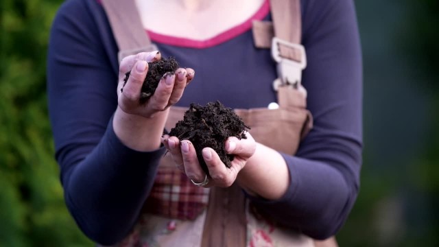 Kompost– Kompost uzyskujemy z odpadów organicznych, takich jak: skoszona trawa, liście, gałązki, suche trawy czy niektóre odpady kuchenne – mówi ogrodnik, Katarzyna Ressel. Na kompostownik możemy też wyrzucić odchody kurze, końskie czy krowie. – Potem należy czekać i podlewać od czasu do czasu, by był wilgotny – dodaje ekspert.