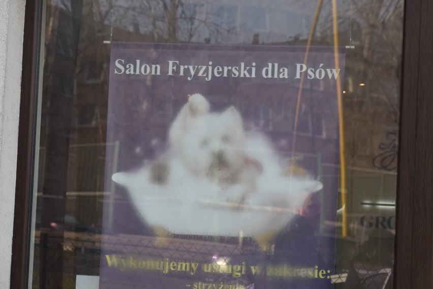 Psi salon fryzjerski w Częstochowie, który należy do...