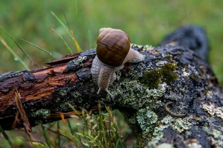 Użytek ekologiczny na Zakrzówku