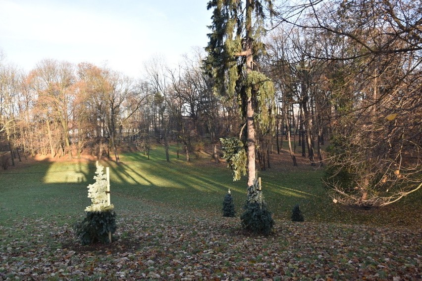 Tarnów. Posadzili choinki na Diablej Górce w Parku Sanguszków. Gdzie dzieci będą jeździć na sankach? 