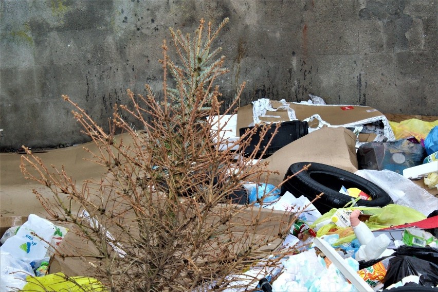 Odpady medyczne na dzikim wysypisku śmieci w Łęczycy! Zdjęcia
