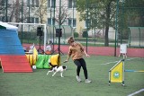 Zawody agility rozegrano w Lubostroniu. Psy rywalizowały na torze przeszkód [zdjęcia]