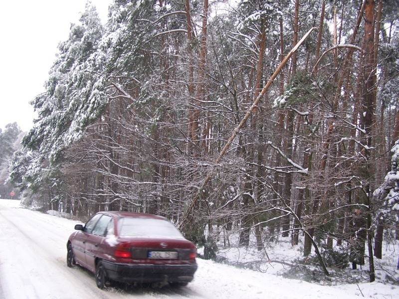 Odlamany konar wisi nad drogą Olesnmo-Radlów.