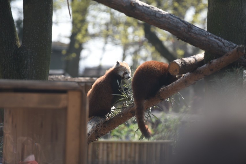 Do toruńskiego Ogrodu Zoobotanicznego przybyli wreszcie...