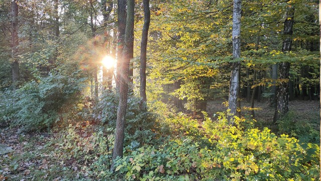 Park Zielona w Dąbrowie Górniczej to atrakcyjne miejsce na spacery i wypoczynek w plenerze. Także jesieniąZobacz kolejne zdjęcia/plansze. Przesuwaj zdjęcia w prawo naciśnij strzałkę lub przycisk NASTĘPNE