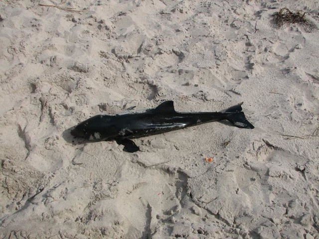 Na plaży w Dąbkach (gmina Darłowo) został znaleziony martwy morświn. Zwierzę mierzyło około 90 centymetrów. 