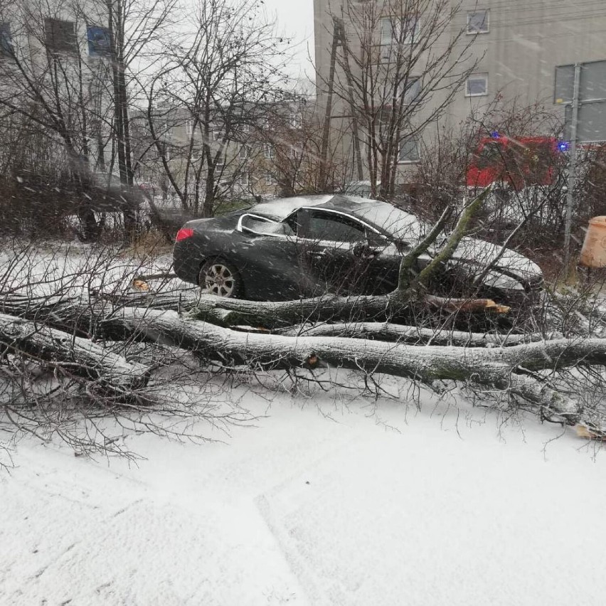 Burza śnieżna szalała w województwie łódzkim. Zdjęcia skutków śnieżycy 17.01.2022: zwalone drzewa, połamane konary, zerwane przewody i dachy