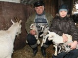 Rekordowe kozie narodziny w Świętokrzyskiem - na świat przyszły cztery koźlątka (zdjęcia)