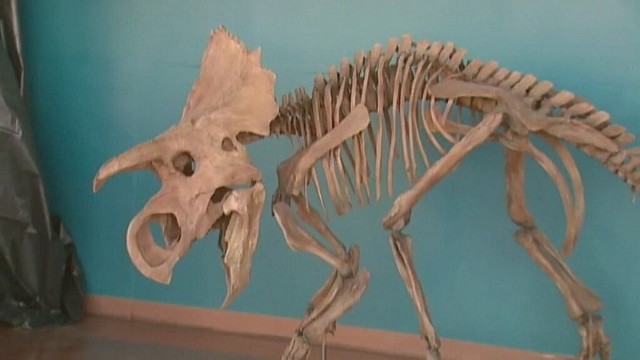 Szkielet można oglądać w Rocky Mountain Dinosaur Resource Center w USA