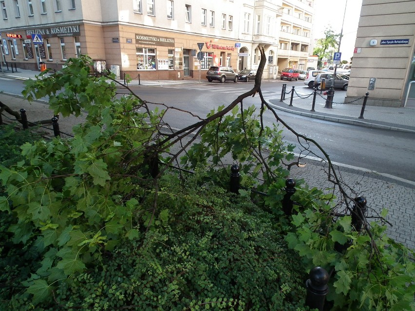 Połamane drzewa po nawałnicy w Poznaniu