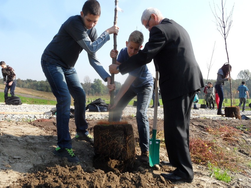 Zabrze rekultywuje stare zwałowiska. Posadzili drzewa na hałdzie [ZDJĘCIA]