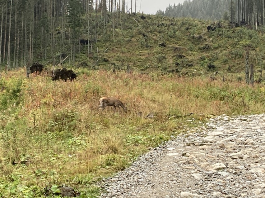 Na Kasprowym Wierchu już prawie ZIMA. Uwaga na lód i przymrozki, może być ślisko [ZDJĘCIA]