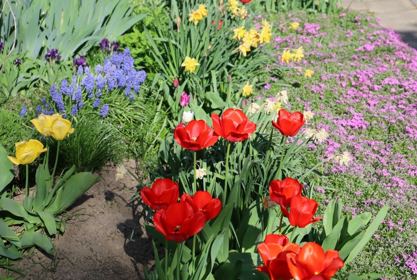 Kolorowa, kwitnąca wiosna w ogrodzie koło Przemyśla.