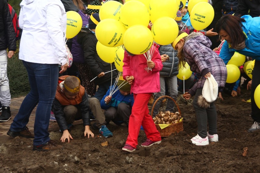 W Żorach zasadzili prawie 1000 żonkili, tworząc "Pole Nadziei" przy hospicjum