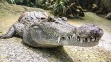 USA. Floryda: To nie potężny aligator zabił mężczyznę, powaliły go narkotyki [WIDEO]
