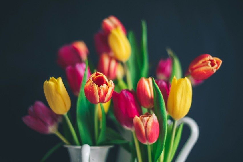 Jak dbać o cięte tulipany w wazonie? Jak przedłużyć ich...