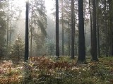 Radni gminy Białowieża nie chcą poszerzenia parku narodowego. Rządowi mówią: nie