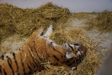 Tygrysy uratowane przez poznańskie zoo żyją, ale trzy są w ciężkim stanie, jedna z samic nawet w krytycznym