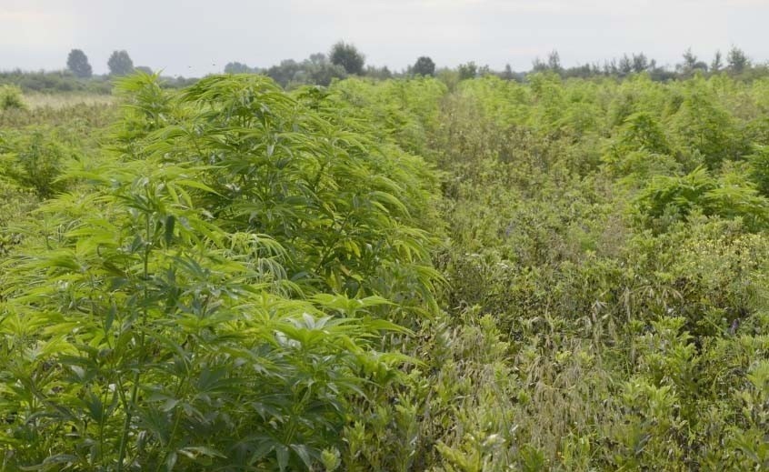 Ogromna plantacja marihuany pod Szydłowcem. Wartość narkotyków to 3 miliony złotych!