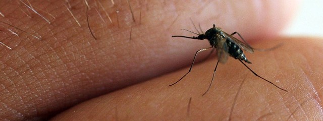 Jeśli zostaniesz ukąszony przez komara, ranę posmaruj żelem typu "Phenistil&#8221;. Nie drap, bo będzie gorzej.