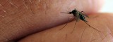 Komary nie dają żyć mieszkańcom Podkarpacia. Czy będzie odkomarzanie