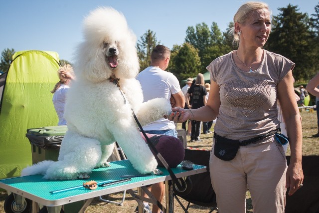 419  psów rasowych  zaprezentowali  w  niedzielę (25 sierpnia) uczestnicy Krajowej Wystawy Psów Rasowych  w Słupsku. Zapraszamy do galerii zdjęć.