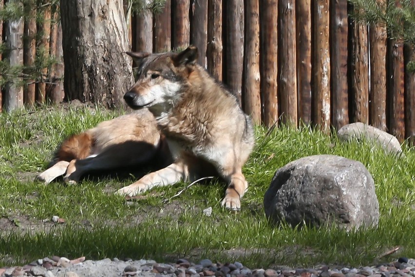 ZOO będzie czynne przez całe święta normalnie, od godz....