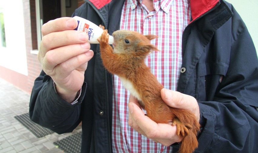 Trzy małe wiewiórki uratowane koło Kielc przez młodą parę