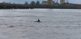 Delfiny w Tamizie. Zdarzenie zostało zarejestrowane przez kamery 