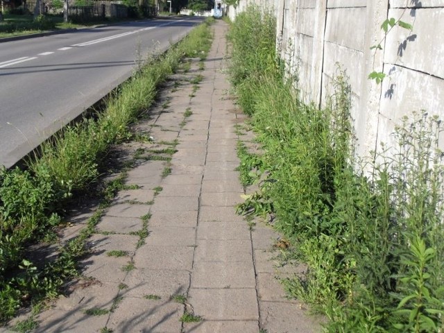 Miasto zamienia się w dżunglę. Ulice i chodniki porastają chwasty.