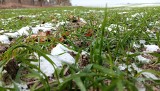 Stan upraw w Kujawsko-Pomorskiem. Czy śnieg spadł w tym roku jednak za późno?