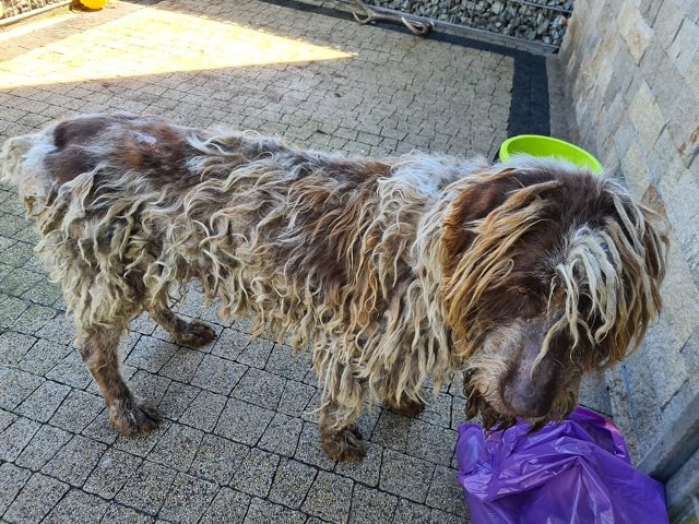 Zaniedbanego i skrajnie wycieńczonego psa znalazła na jednej z ulic mieszkanka Trzebini. Trafił do schroniska w Chełmku.