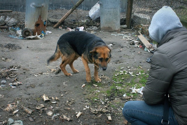 Dzięki członkom Centrum Pomocy Zwierzętom w Miastku BUBA zakończyła się gehenna psów w podmiasteckim Dretyniu. - Na prośbę miasteckiej policji udaliśmy się na miejsce w celu zabezpieczenia jednego z piesków bytujących w prowizorycznych kojcach przylegających do tzw. "chlewików". Byliśmy tam w asyście Straży Miejskiej. Przed przystąpieniem do czynności postanowiliśmy sprawdzić warunki bytowe pozostałych psów. To co ujrzeliśmy podczas obchodu przerosło nasze wyobrażenie. Zastaliśmy tam psy żyjące w warunkach skrajnego upodlenia. Bytowały we własnych odchodach, skute na krótkich łańcuchach taplały się w śmierdzącym błocie. Martwe szczury, rozszarpane ptactwo leżały w ich "kojcach" – relacjonują członkowie stowarzyszenia. - Pieski były w różnym stanie, jedne stare i schorowane, inne okaleczone przez uwięź. Szeregowa zabudowa przypominała swoiste psie getto. Poruszeni sytuacją bez wahania podjęliśmy decyzję o odebraniu aż 5 psów. Pies w typie labradora natychmiast trafił do przychodni, gdzie pod narkozą usunięto mu wrastającą się uprzęż. Pozostałe pieski zostały przewiezione do Buba Centrum Pomocy Zwierzętom w Miastku, gdzie po południu zostały poddane badaniom przez lekarza z gabinetu Saba. Do Dretynia wracamy w szerszym składzie, gdzie wraz ze Stowarzyszeniem Pomocni dla Zwierząt i powiatową inspekcją weterynaryjną dokonamy szczegółowej kontroli wszystkich pomieszczeń. (ang)