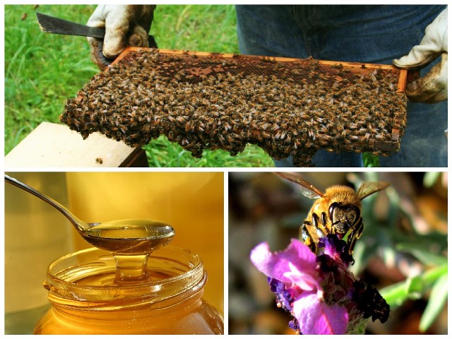 Niestety, mamy do czynienia z masowym ginięciem pszczół. Pomóc mają takie przedsięwzięcia jak akcja organizowana w Gutowie koło Torunia
