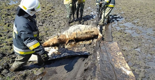 Uwięziony w błocie koń był tym razem powodem alarmu dla strażaków OSP Torzym i JRG Sulęcin. Zwierzę nie było w stanie samo wydostać się z grzęzawiska, a podejmując kolejne próby szybko traciło siły. Właściciele po nieudanej próbie wydostania zwierzęcia zwrócili się o pomoc do Stanowiska Kierowania  Komendanta Powiatowego Państwowej Straży Pożarnej w Sulęcinie. Z uwagi na wyjątkowo grząski teren konieczne było zbudowanie platformy z desek wokół zwierzęcia, aby można było podjąć jakiekolwiek działania. Następnie zwierzę obrócono na plandekę i na niej przeciągnięto je na stabilny, suchy grunt. Po kilkunastu minutach koń podniósł się o własnych siłach.Źródło: Komenda Powiatowa PSP w SulęcinieWideo: Lędów - opuszczona wioska niedaleko Sulęcina