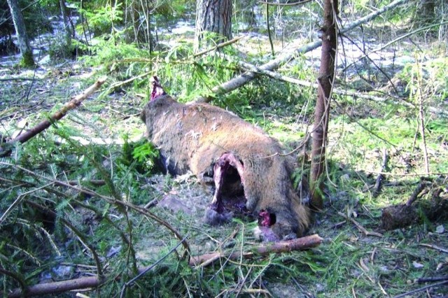Niedaleko Nidzicy leśnicy znaleźli korpus jelenia. Kłusownikowi zależało na porożu, więc zabrał tylko głowę.