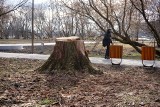 Znowu wycinka drzew w Parku Ludowym w Lublinie. A to jeszcze nie koniec  