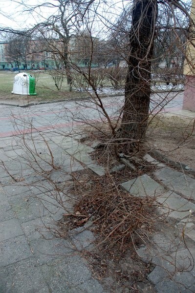 Wyrastające z chodnika drzewo to codzienność mieszkańców osiedla Nad Potokiem.